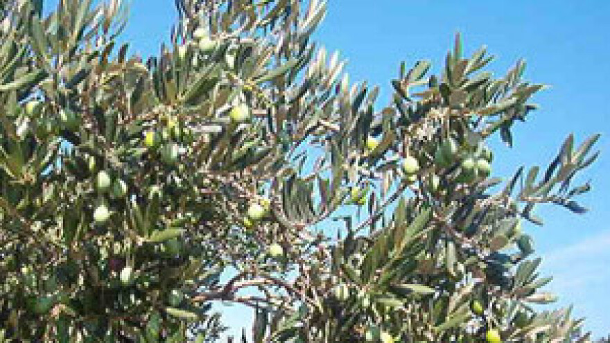 Maslinarstvo nekad i danas