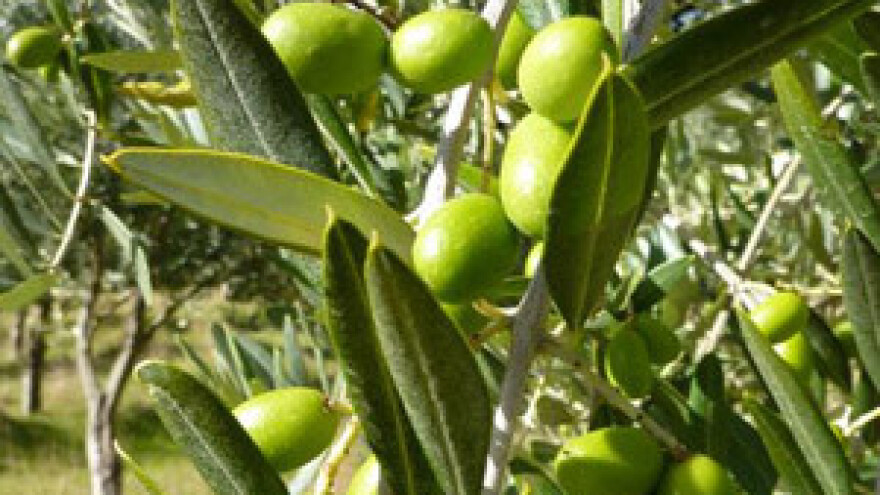 Požar poharao stotine maslinika