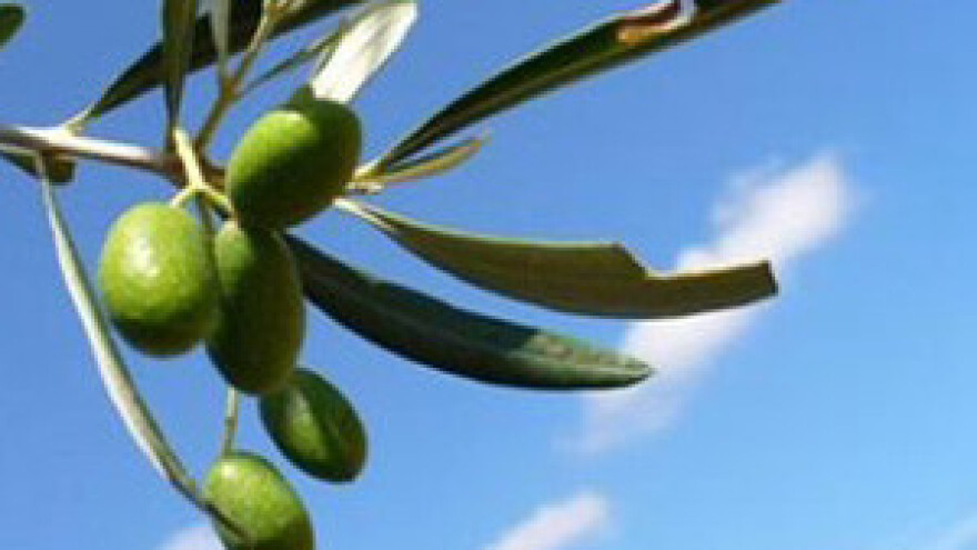 Suša srezala prinos maslina za 40 posto