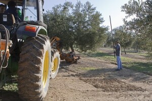 Xylella fastidiosa još nije došla do HR maslinika