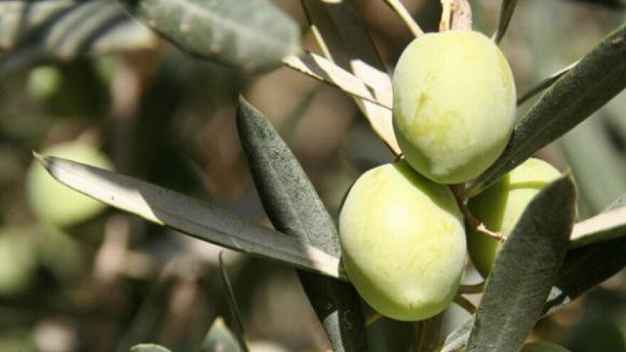 Još jedno ekološko maslinovo ulje