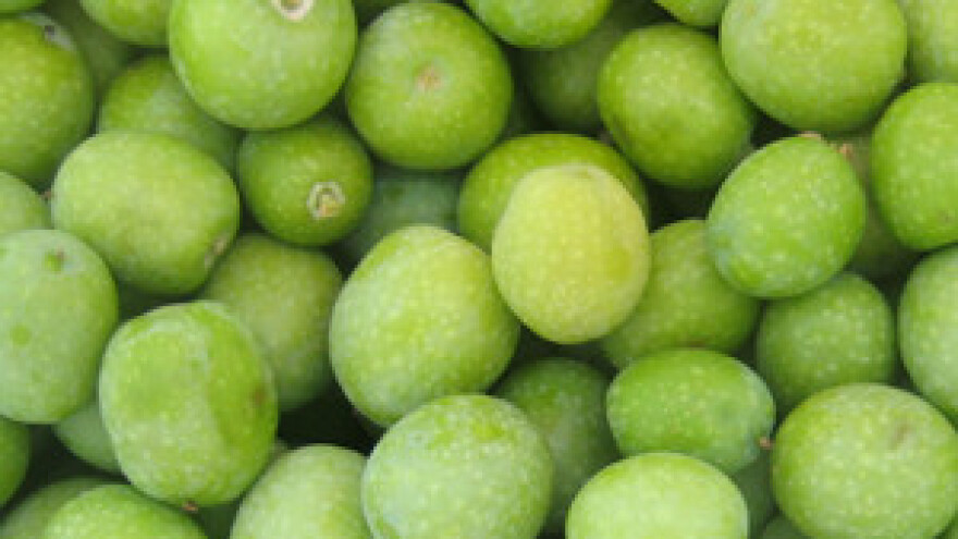 Masline jače od suše