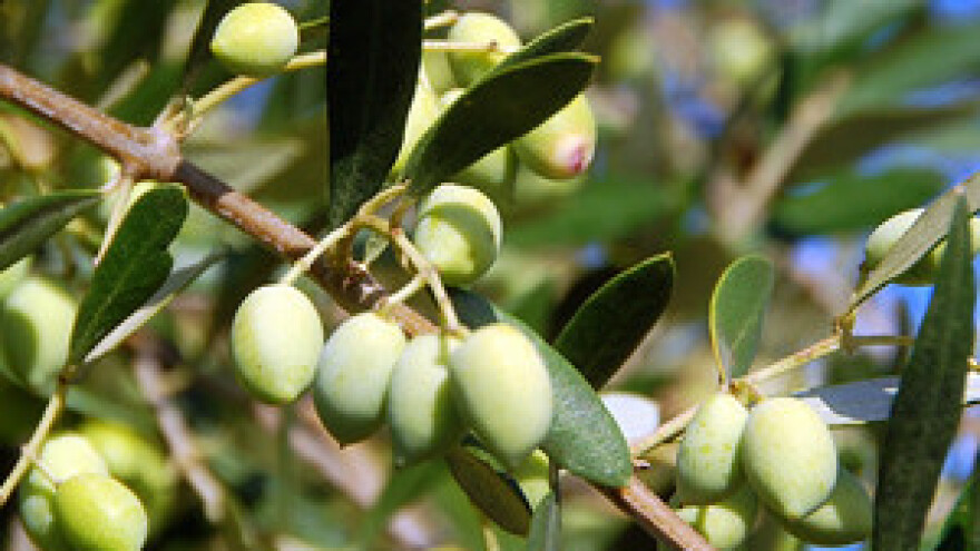 Domaćim maslinarima s ulaskom u EU mogli bi stići bolji dani