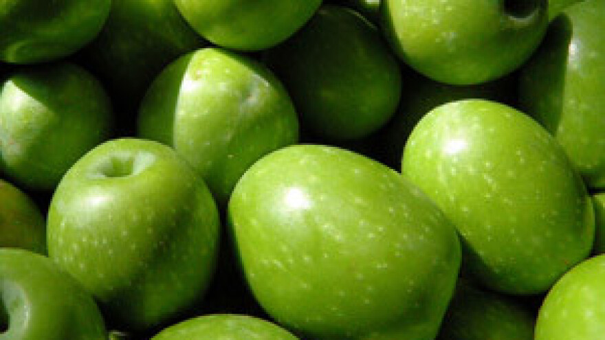 Istrani masovno kupuju dalmatinske masline pa će ulje prodavati kao svoje