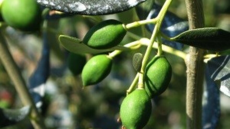 Prednosti rezidbe maslina na rod