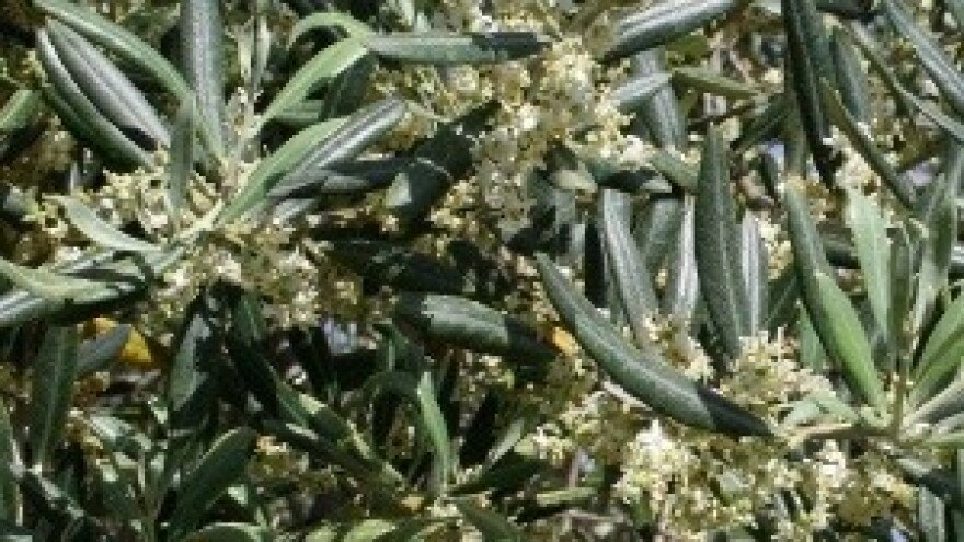 Maslina je svojom odgođenom cvatnjom nadigrala prirodu