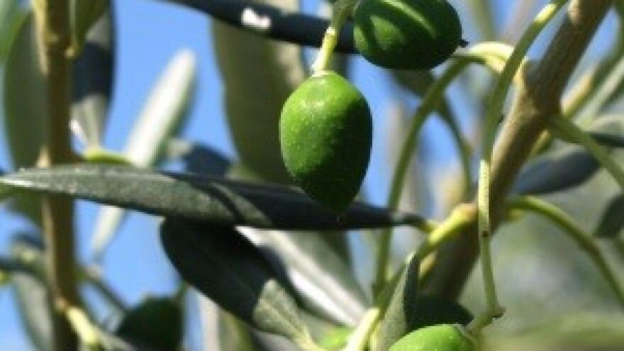 U masliniku furam svoj film i to mi se isplatilo