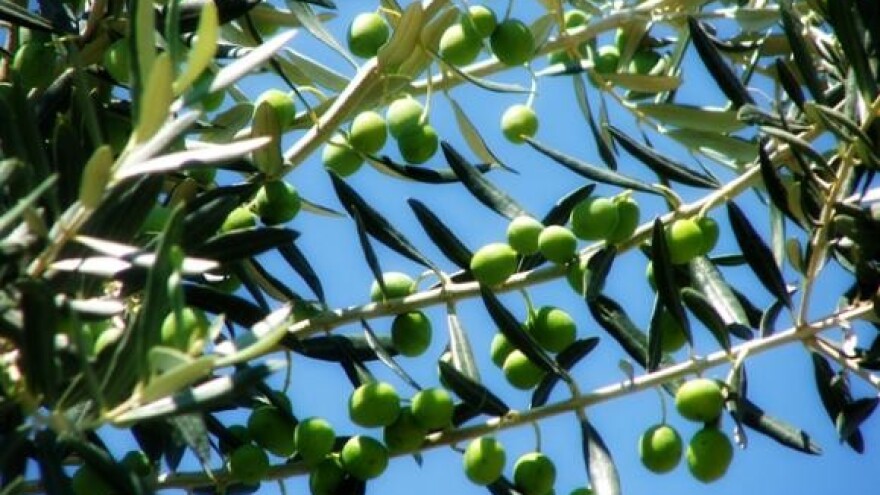 Eko maslinarski kompost