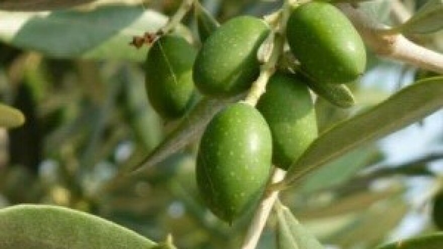 Maslinarski hobi bankara Lukovića prerasta u biznis