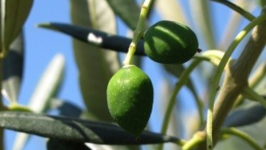 Zaštita maslina od štetnika