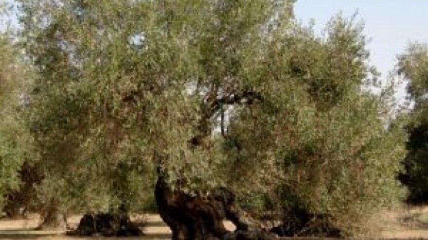 Gospina trava Lastova