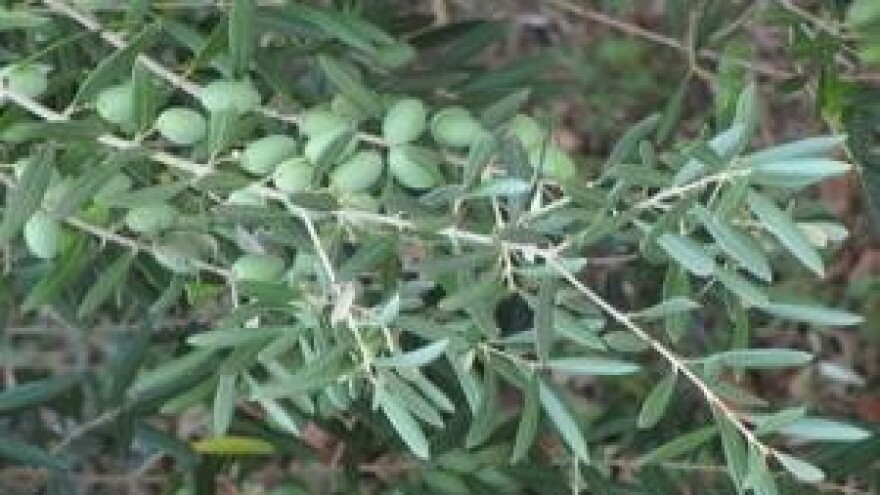 Mjere u zaštiti masline