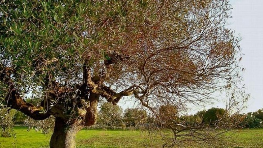 Koktelom virusa protiv Xylelle fastidiose