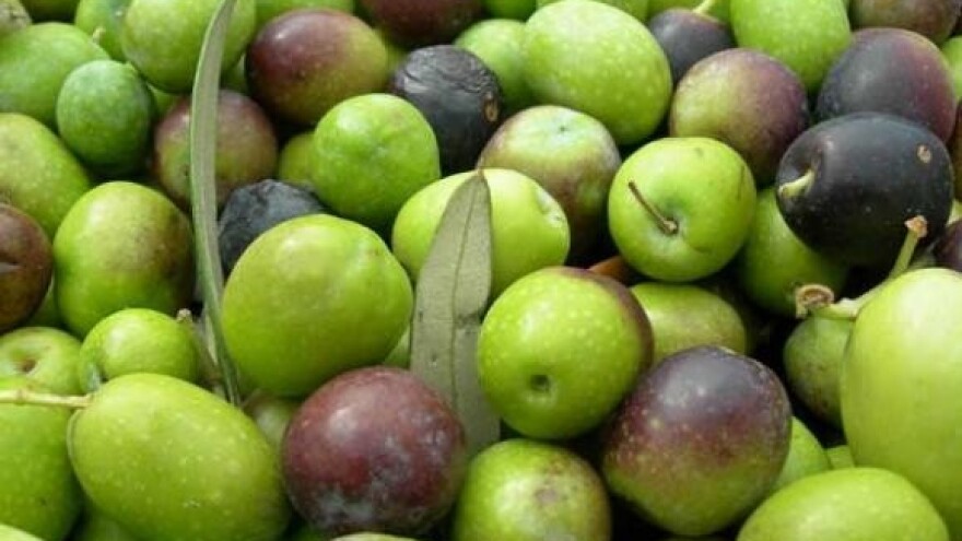 Dani maslinova ulja u Vela Luci