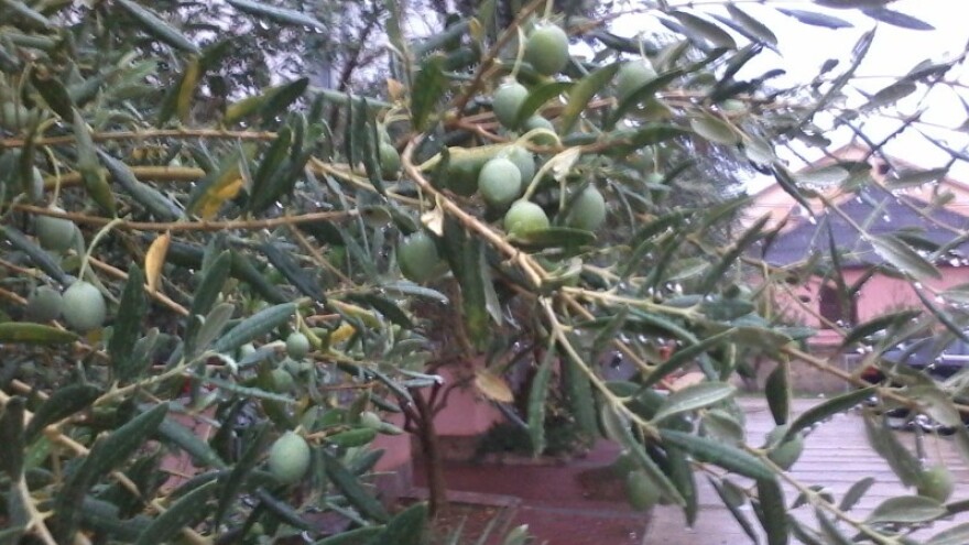 Maslinama i dalje prijeti bolest paunovog oka