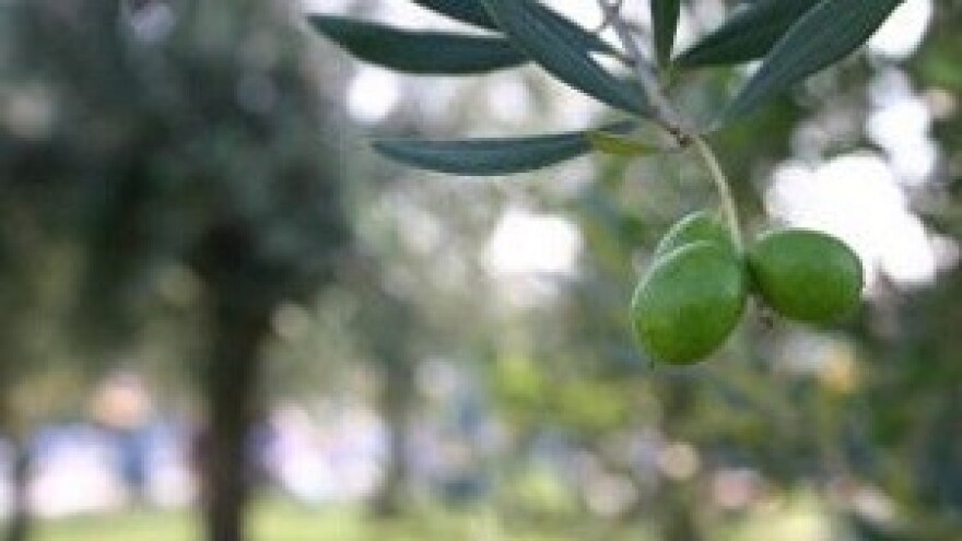 Mjere u zaštiti masline