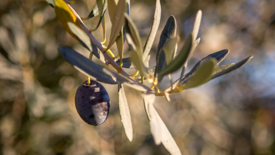 Ahmed Džubur: Maslinari su prepušteni sami sebi