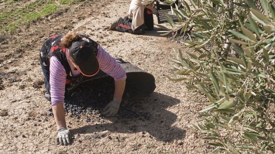 Pola je Dalmacije na maslini, a urod - onako!