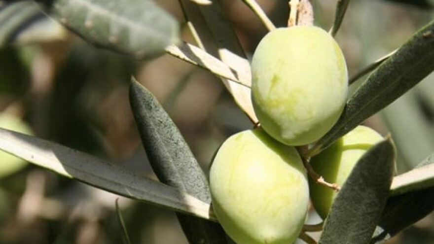 Ili kiša ili triba gnojiti