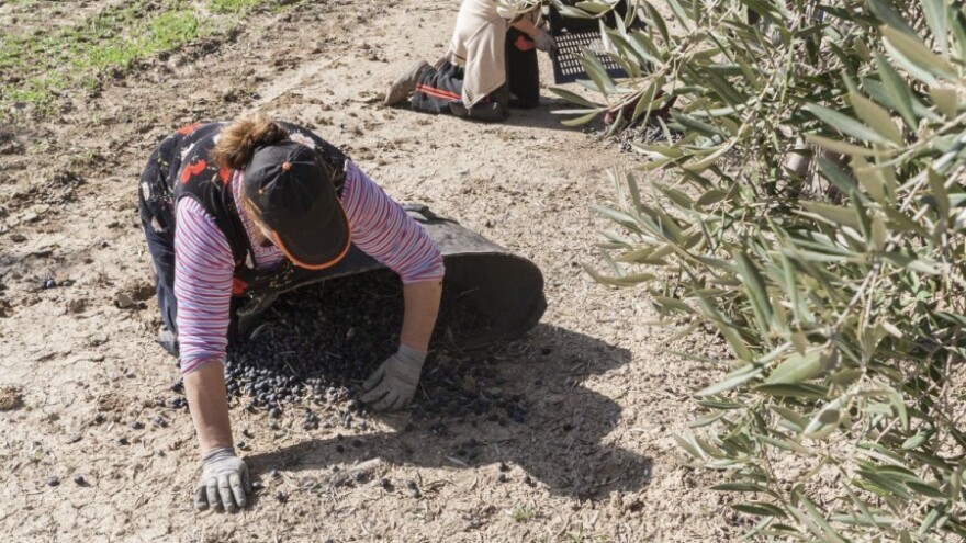 Svaka čast Dalmatincima, ali uzor su nam Španjolci