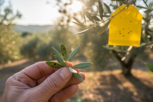 Maslinama i dalje prijeti bolest paunovog oka