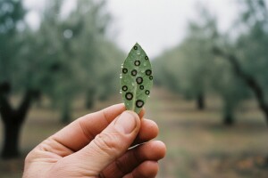 Maslinama prijeti opasnost od paunovog oka