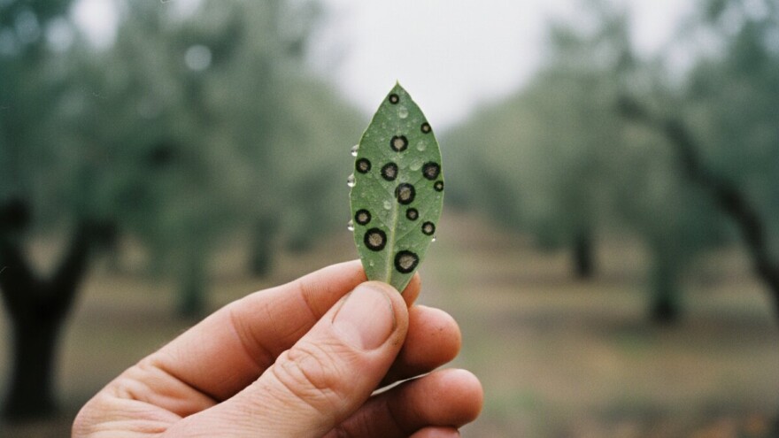 Maslinama prijeti opasnost od paunovog oka