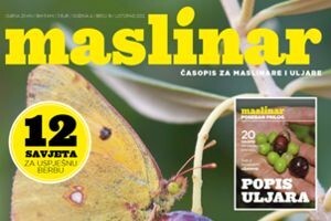Novi Maslinar na svim kioscima