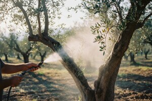 Maslinari, zaštitite maslinu od paunovog oka