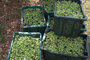 Bila neobrana pa "pomogli"? Vlasniku ukrali oko 200 kilograma maslina