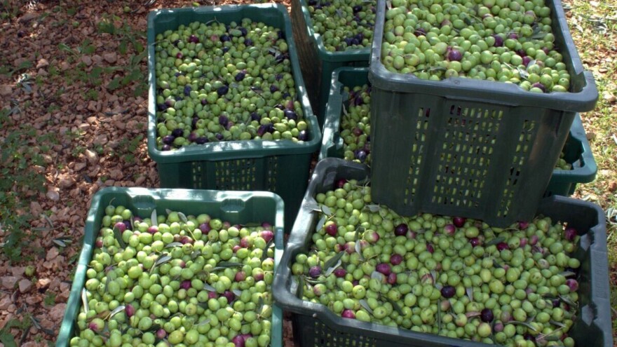 Bila neobrana pa "pomogli"? Vlasniku ukrali oko 200 kilograma maslina