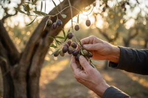 Maslinarstvo nekad i danas