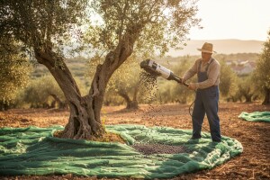 Maslinarstvo nezamislivo bez strojeva