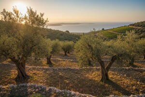 Maslinarstvo preteklo uzgoj vinove loze