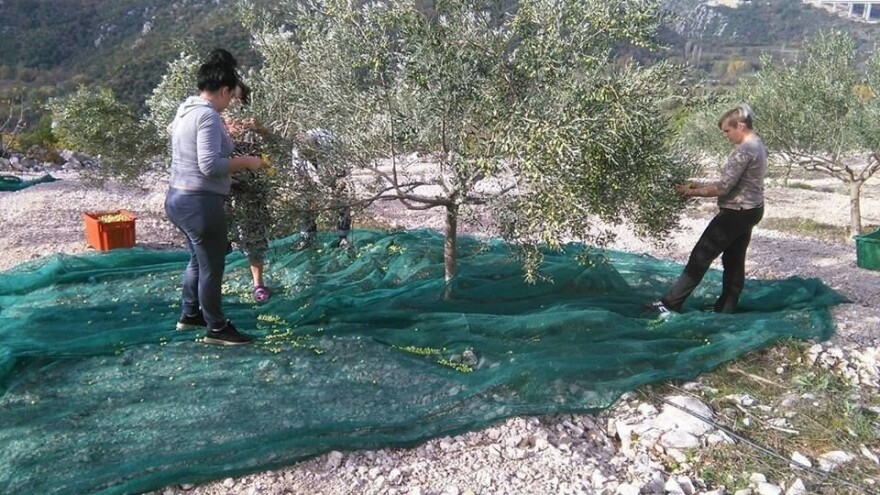 Dani berbe masline 2018. u Mostaru - radionica i dodjela priznanja