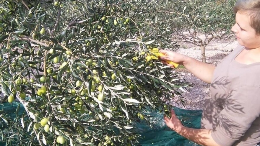 Ljilja Milićević: Hercegovci zaslužuju kvalitetno domaće maslinovo ulje za kojim je potražnja velika