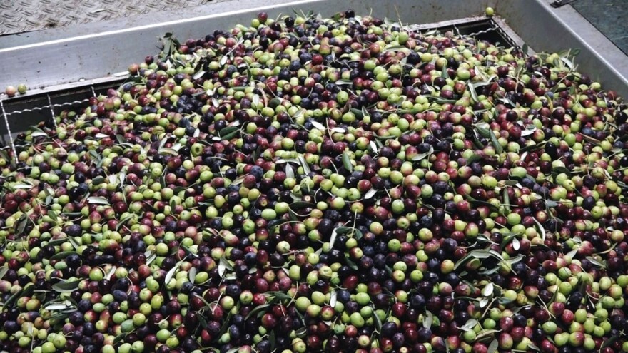 Maslinarska 2020: Više plodova, ali manje ulja
