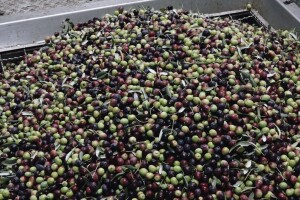 Deveta preporuka: Za berbu su spremne Krvavica i Lastovka