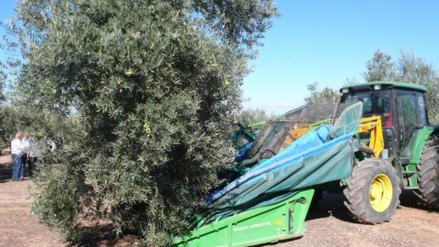 Najbolja godina za maslinovo ulje!