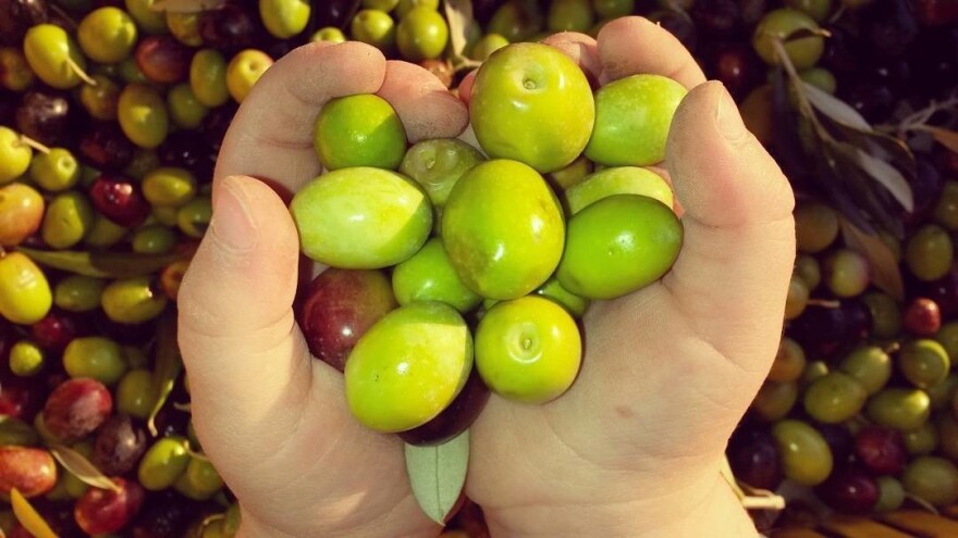 Revolucija u maslinarstvu: Uljar Beno Bajda proizvodi ulje uz pomoć ultrazvuka!