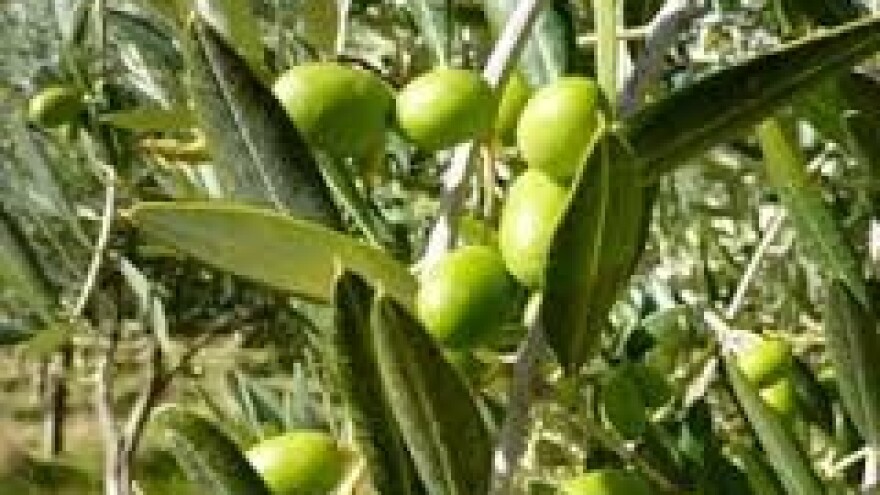 Zaštita maslina od maslinina moljca