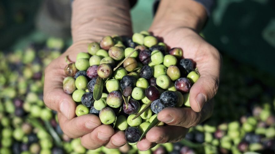 Neobrane jabuke i mandarine, podbacile masline, a i vrijeme ne ide na ruku