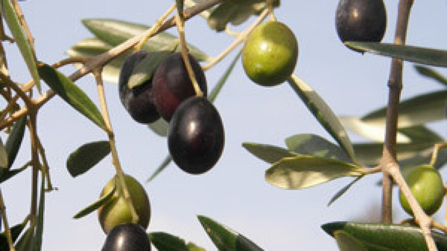 U Pirovcu održana prezentacija maslinarskih strojeva