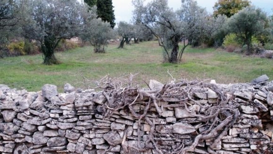 Zaštita maslina od paunovog oka i raka