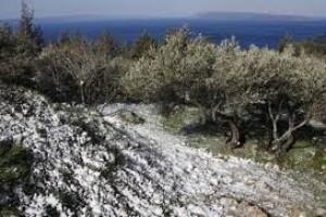 Zaštita istarskih maslinika nakon berbe maslina
