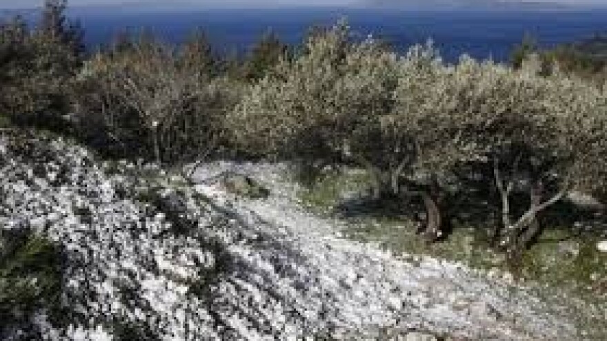 Zaštita istarskih maslinika nakon berbe maslina