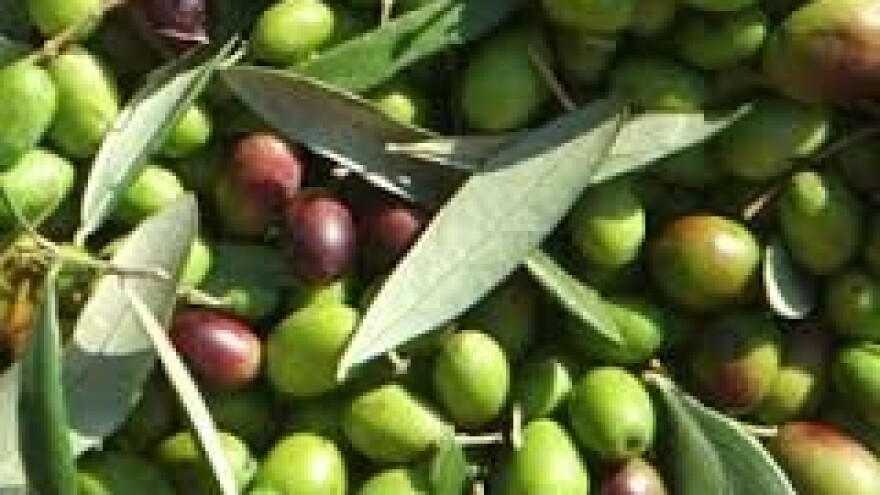 Zaštita maslina od maslinina moljca