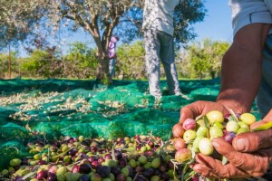Propadaju mediteranski maslinici, s njima i tradicija - a lijeka nema?