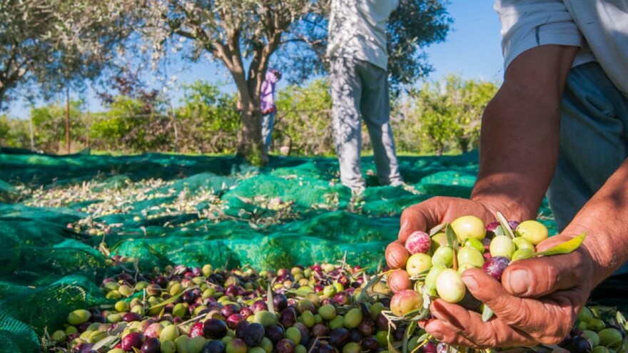Propadaju mediteranski maslinici, s njima i tradicija - a lijeka nema?
