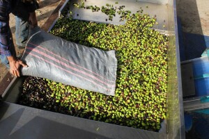 Otpad od prerade maslina, suncokreta i biljni šećeri, budućnost izrade bioplastike?